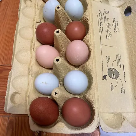 Blue Eggs Farm Carla-Bayle